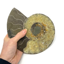 Charger l'image dans la galerie, Ammonite Set