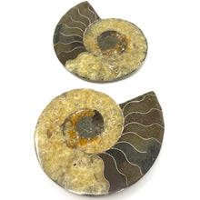Charger l'image dans la galerie, Ammonite Set