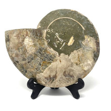 Charger l'image dans la galerie, Ammonite Set