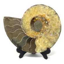 Charger l'image dans la galerie, Ammonite Set