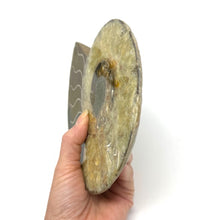Charger l'image dans la galerie, Ammonite Set
