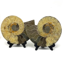 Charger l'image dans la galerie, Ammonite Set