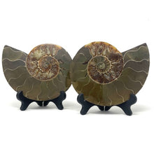 Charger l'image dans la galerie, Ammonite Set