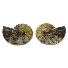 Charger l'image dans la galerie, Ammonite Set