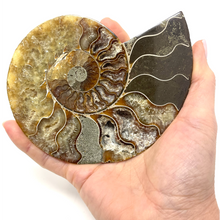 Charger l'image dans la galerie, Ammonite Set