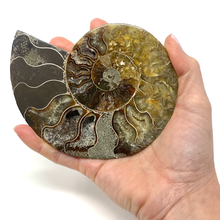 Charger l'image dans la galerie, Ammonite Set