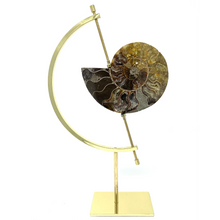 Charger l'image dans la galerie, Ammonite Set