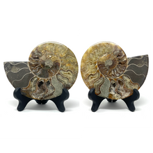 Charger l'image dans la galerie, Ammonite Set