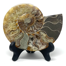 Charger l'image dans la galerie, Ammonite Set
