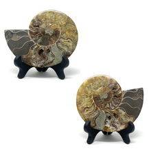 Charger l'image dans la galerie, Ammonite Set