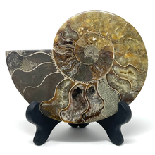 Charger l'image dans la galerie, Ammonite Set