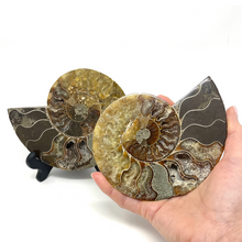 Charger l'image dans la galerie, Ammonite Set