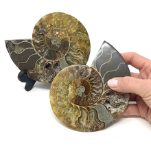 Charger l'image dans la galerie, Ammonite Set
