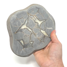 Charger l'image dans la galerie, Septarian Nodule