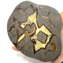 Charger l'image dans la galerie, Septarian Nodule