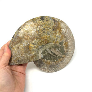 Ammonite Set