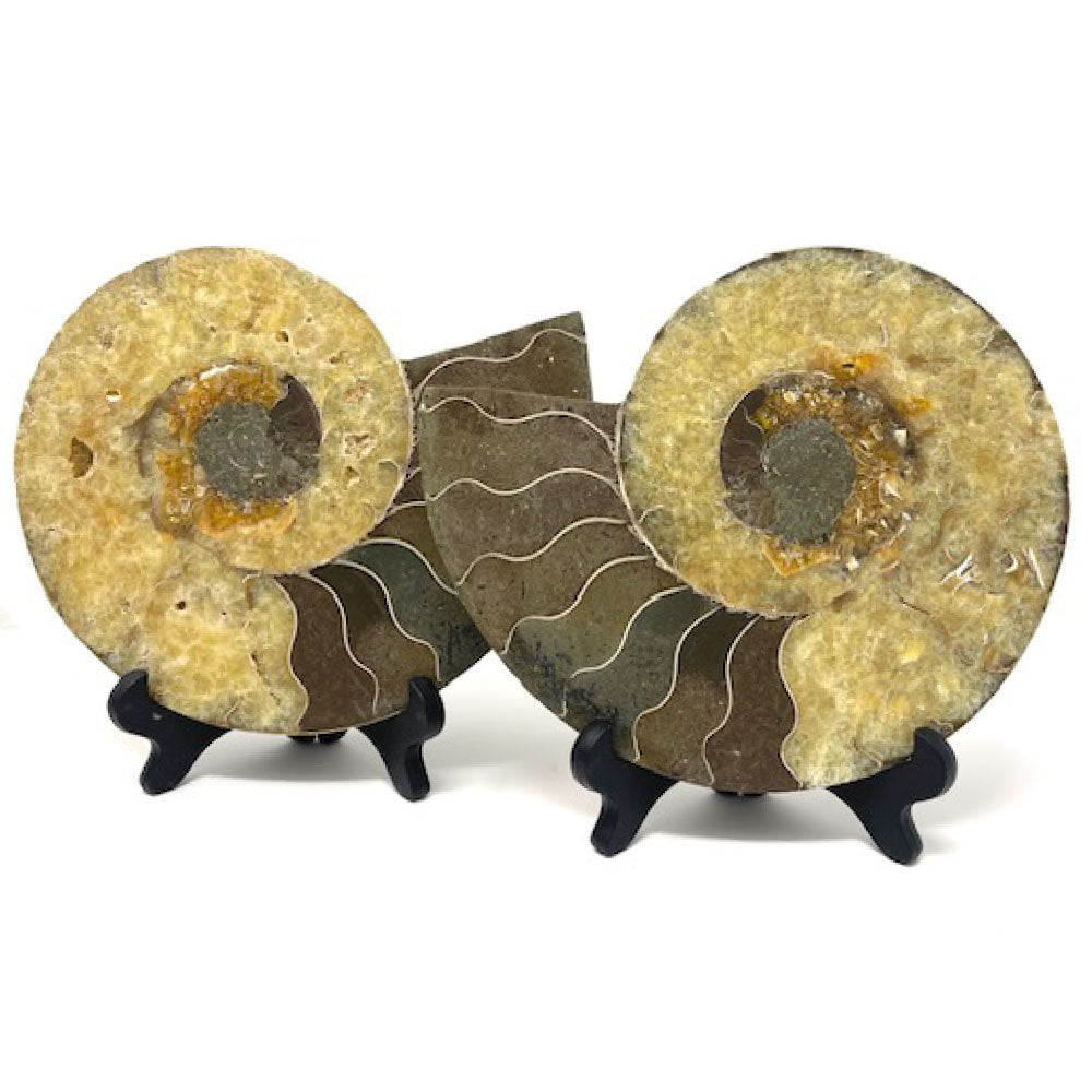 Ammonite Set