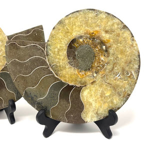 Ammonite Set