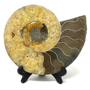 Ammonite Set