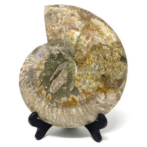 Ammonite Set