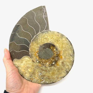 Ammonite Set