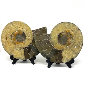 Ammonite Set