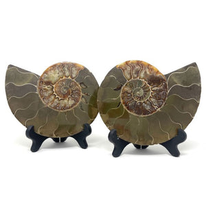 Ammonite Set