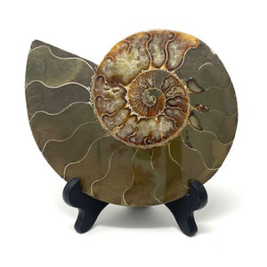 Ammonite Set