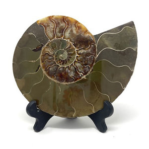 Ammonite Set