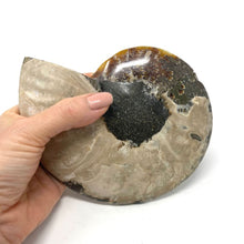 Load image into Gallery viewer, Ammonite Set