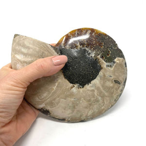 Ammonite Set