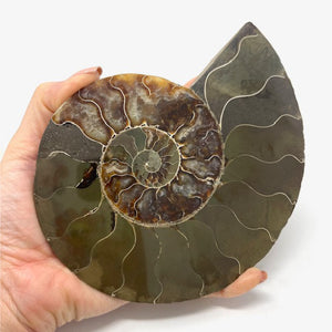 Ammonite Set