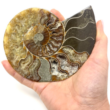 Cargar imagen en el visor de la galería, Ammonite Set