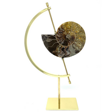 Load image into Gallery viewer, Ammonite Set