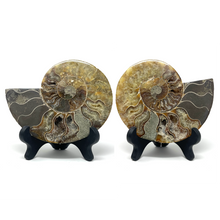 Charger l&#39;image dans la galerie, Ammonite Set