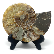 Charger l&#39;image dans la galerie, Ammonite Set
