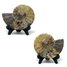 Cargar imagen en el visor de la galería, Ammonite Set