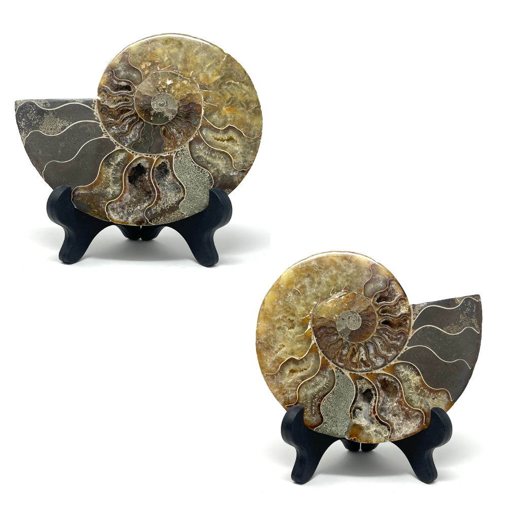 Ammonite Set